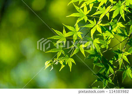 新綠美麗時的只王寺 114383982