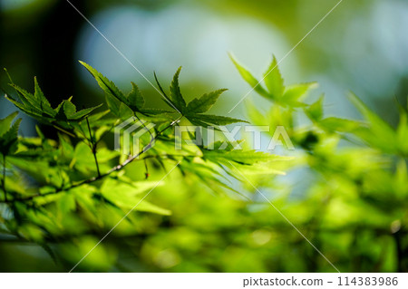 Gion-ji Temple in the beautiful season of fresh greenery Gion-ji Temple in the beautiful season of fresh greenery 114383986