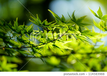 Gion-ji Temple in the beautiful season of fresh greenery Gion-ji Temple in the beautiful season of fresh greenery 114383988