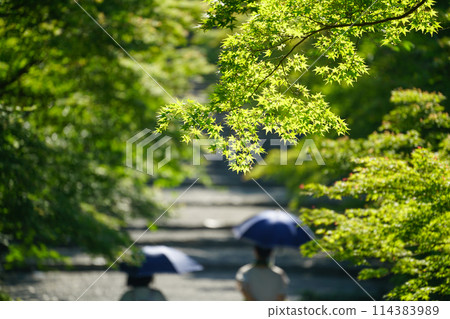 Nison-in Temple in the season of fresh greenery Nison-in Temple in the season of fresh greenery 114383989