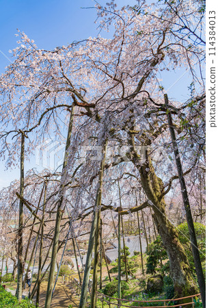 Spring in Kasumigaseki, cherry blossoms in full bloom (Ibi District, Gifu Prefecture) 114384013