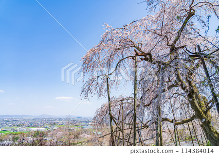 春天的春日峽,櫻花盛開(岐阜縣宜美郡) 春天的春日峽,櫻花盛開(岐阜縣宜美郡) 114384014