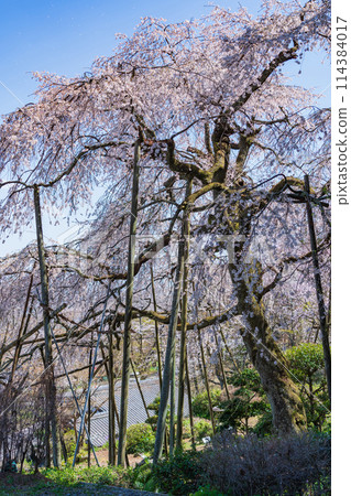Spring in Kasumigaseki, cherry blossoms in full bloom (Ibi District, Gifu Prefecture) 114384017