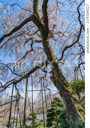 Spring in Kasumigaseki, cherry blossoms in full bloom (Ibi District, Gifu Prefecture) Spring in Kasumigaseki, cherry blossoms in full bloom (Ibi District, Gifu Prefecture) 114384027
