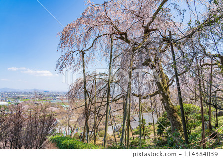 Spring in Kasumigaseki, cherry blossoms in full bloom (Ibi District, Gifu Prefecture) 114384039