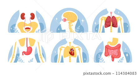 Hand drawn flat human body mini composition collection with anatomical organs Hand drawn flat human body mini composition collection with anatomical organs 114384083