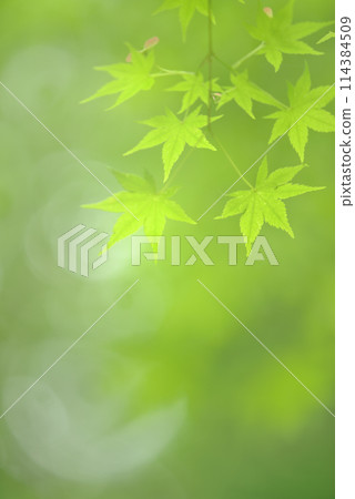 Fresh green Fresh green 114384509