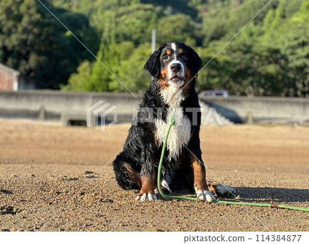 Bernese Mountain Dog sitting on the beach Bernese Mountain Dog sitting on the beach 114384877