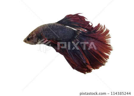 Detail of Red betta fish or Siamese fighting fish isolated on white background with clipping path. Detail of Red betta fish or Siamese fighting fish isolated on white background with clipping path. 114385244
