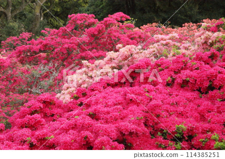 紅杜鵑花 114385251