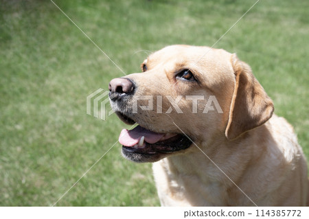 一隻拉布拉多獵犬在草坪上微笑的半身像 114385772