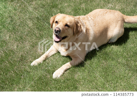 一隻拉布拉多獵犬在草坪上微笑的半身像 114385773