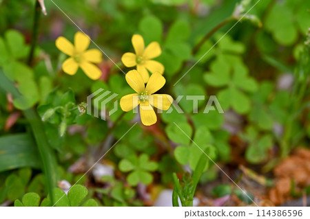 小蝴蝶花 114386596