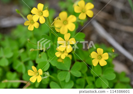 Small butterfly flowers Small butterfly flowers 114386601