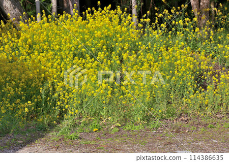 Rape blossoms blooming in Fukiya, a town of Japanese heritage, the birthplace of Japan Red, and the town of Bengalese red and copper, Bitchu Fukiya Rape blossoms blooming in Fukiya, a town of Japanese heritage, the birthplace of Japan Red, and the town of Bengalese red and copper, Bitchu Fukiya 114386635