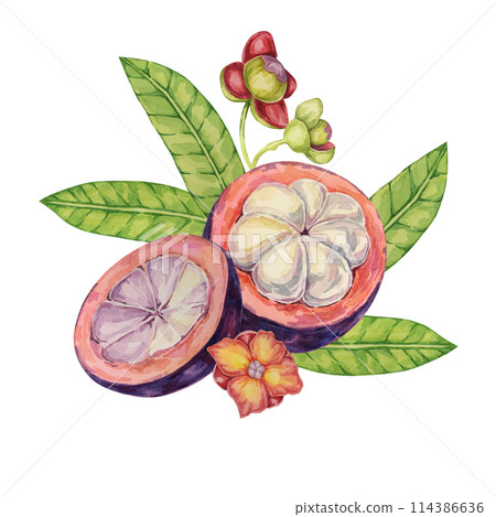 Halved cut mangosteen, flowers, leaf of the tree tropical Asian fruit clipart. Garcinia mangostana plant watercolor illustration for sticker, label, food menu, cosmetic, beauty, sublimation, apparel Halved cut mangosteen, flowers, leaf of the tree tropical Asian fruit clipart. Garcinia mangostana plant watercolor illustration for sticker, label, food menu, cosmetic, beauty, sublimation, apparel 114386636