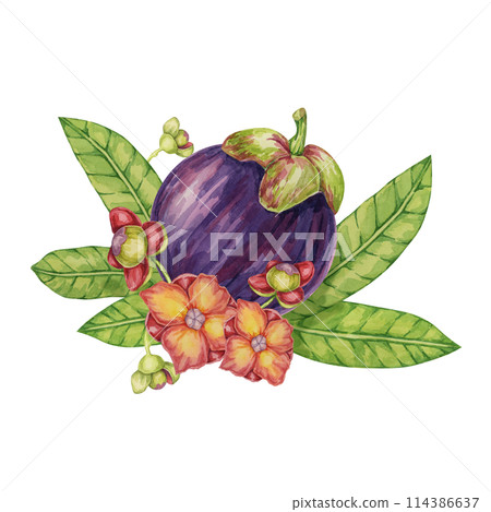Purple mangosteen fruit, leaves, flowers tropical exotic Asian plant clipart. Garcinia mangostana tree watercolor illustration for sticker, label, food menu, cosmetic, beauty, scrapbooking, apparel Purple mangosteen fruit, leaves, flowers tropical exotic Asian plant clipart. Garcinia mangostana tree watercolor illustration for sticker, label, food menu, cosmetic, beauty, scrapbooking, apparel 114386637