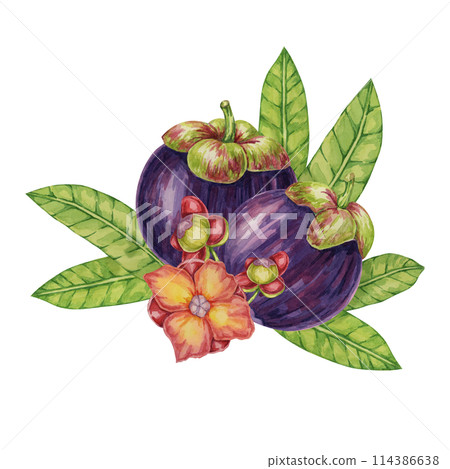 Two Purple mangosteen fruits, leaves, flowers tropical exotic Asian plant clipart. Garcinia mangostana tree watercolor illustration for sticker, food menu, cosmetic, beauty, scrapbooking, apparel 114386638