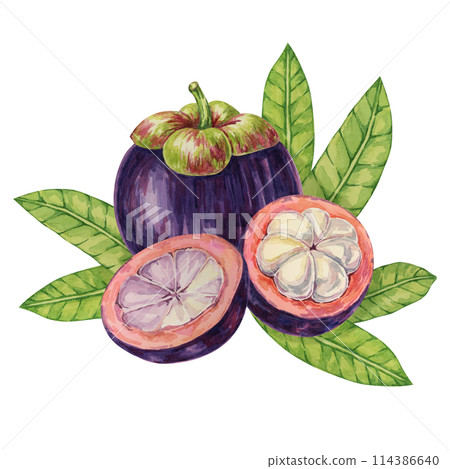 Purple mangosteen, whole, halved fruit and leaves tropical exotic Asian clipart. Garcinia mangostana plant watercolor illustration for sticker, label, food menu, cosmetic, beauty, poster, apparel 114386640