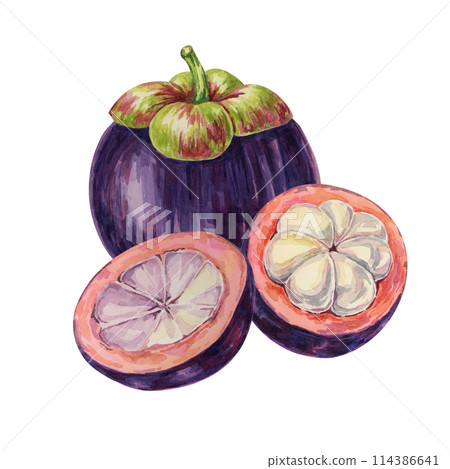 Purple mangosteen, whole, halved fruit of the tree tropical exotic Asian clipart. Garcinia mangostana plant watercolor illustration for sticker, label, food menu, cosmetic, beauty, poster, apparel 114386641
