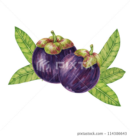 Two Purple mangosteen fruits, leaves tropical exotic Asian plant clipart. Garcinia mangostana tree watercolor illustration for sticker, label, food menu, cosmetic, beauty, scrapbooking, apparel Two Purple mangosteen fruits, leaves tropical exotic Asian plant clipart. Garcinia mangostana tree watercolor illustration for sticker, label, food menu, cosmetic, beauty, scrapbooking, apparel 114386643