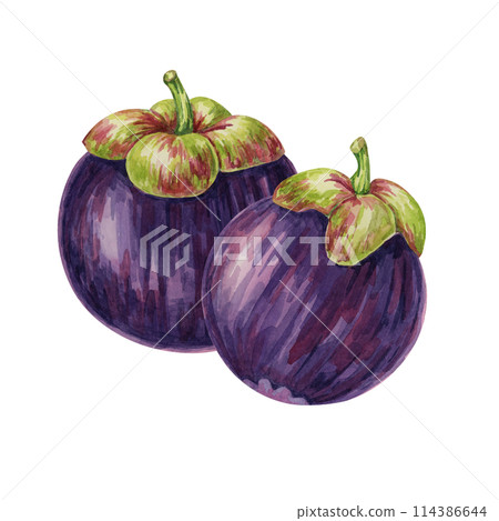 Two Purple mangosteen fruits of the tree tropical exotic Asian plant clipart. Garcinia mangostana watercolor illustration for sticker, label, food menu, cosmetic, beauty, scrapbooking, apparel Two Purple mangosteen fruits of the tree tropical exotic Asian plant clipart. Garcinia mangostana watercolor illustration for sticker, label, food menu, cosmetic, beauty, scrapbooking, apparel 114386644