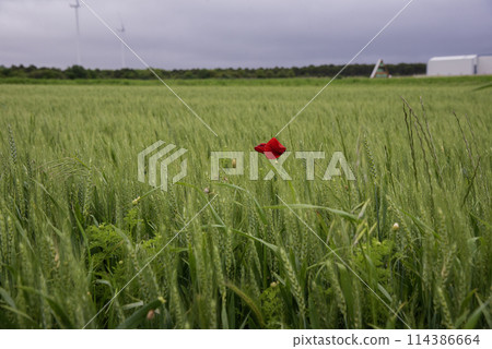 Green wheat growing in field with tirbune view on background Green wheat growing in field with tirbune view on background 114386664