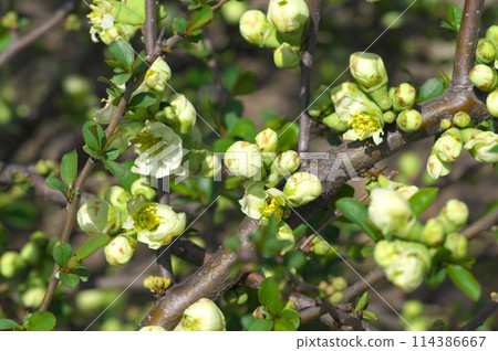 Blooming quince tree Blooming quince tree 114386667