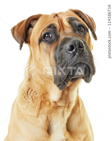 A powerful and obedient Boerboel dog, beautifully isolated on a white background, showcasing its strong and muscular build. 114386716