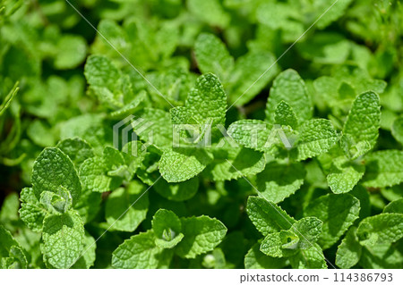 蘋果薄荷 蘋果薄荷 114386793