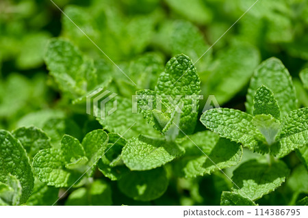 蘋果薄荷 114386795