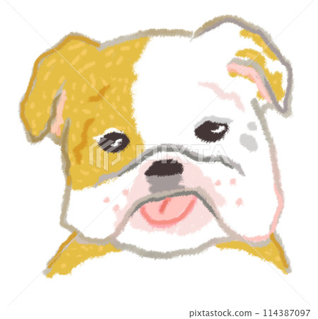 伸出舌頭的鬥牛犬 伸出舌頭的鬥牛犬 114387097