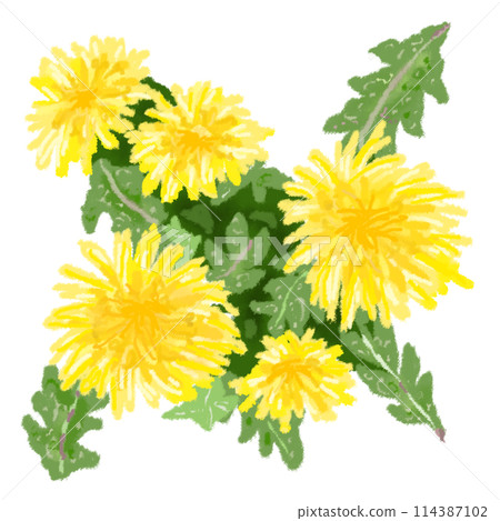 許多蒲公英花 許多蒲公英花 114387102
