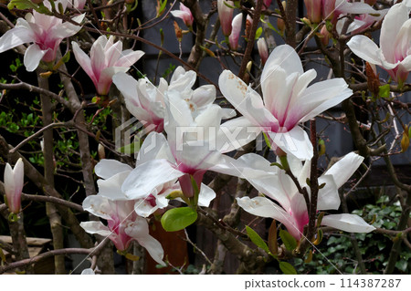 Shinjo Village Gaisen Sakura, Sarasa Magnolia blooming on the old Izumo Highway 114387287