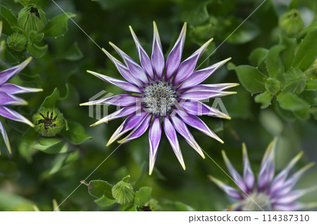 African daisy 114387310