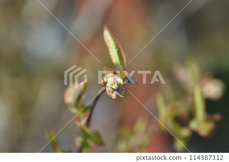 Blueberry Brigitta Blue 114387312