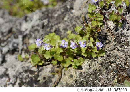 Kenilworth Ivy 114387313