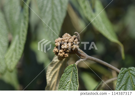 Wrinkled viburnum Wrinkled viburnum 114387317