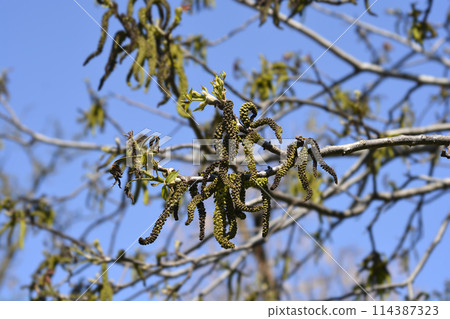 Common walnut Common walnut 114387323