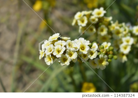 Pale Yellow-eyed Grass Pale Yellow-eyed Grass 114387324