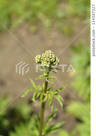 Common valerian 114387327