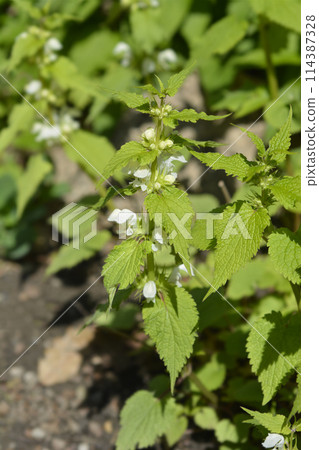 White archangel White archangel 114387328