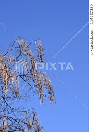 Common catalpa Common catalpa 114387329