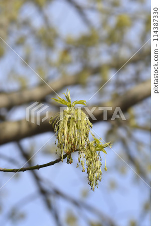 Boxelder maple Boxelder maple 114387330