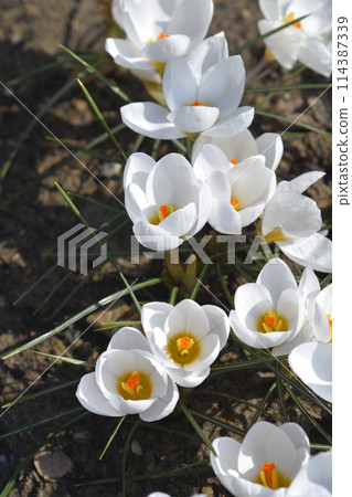 Snow Crocus Ard Schenk Snow Crocus Ard Schenk 114387339