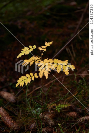 Small plant growing in a forest Small plant growing in a forest 114387356