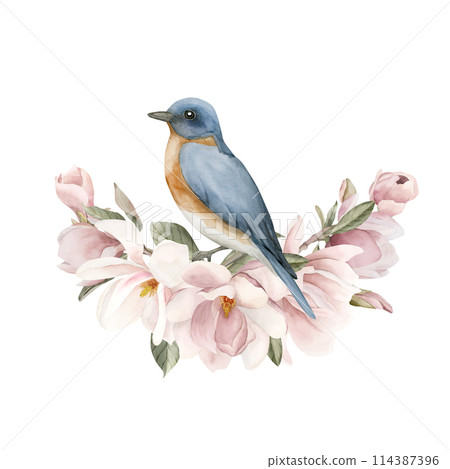 Blue bird on a branch with light pink magnolia flowers. Watercolor illustration hand painted isolated on white background. Spring blossom composition for print, label, logo or cosmetic packaging. 114387396