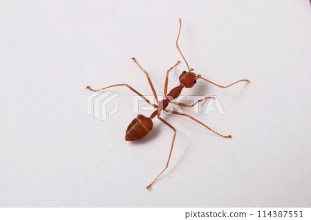 Red ant on white background. Macro shot. Small depth of field. 114387551