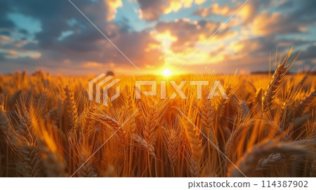 Wheat Field With Setting Sun 114387902
