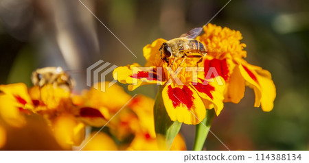 collect the honey 114388134